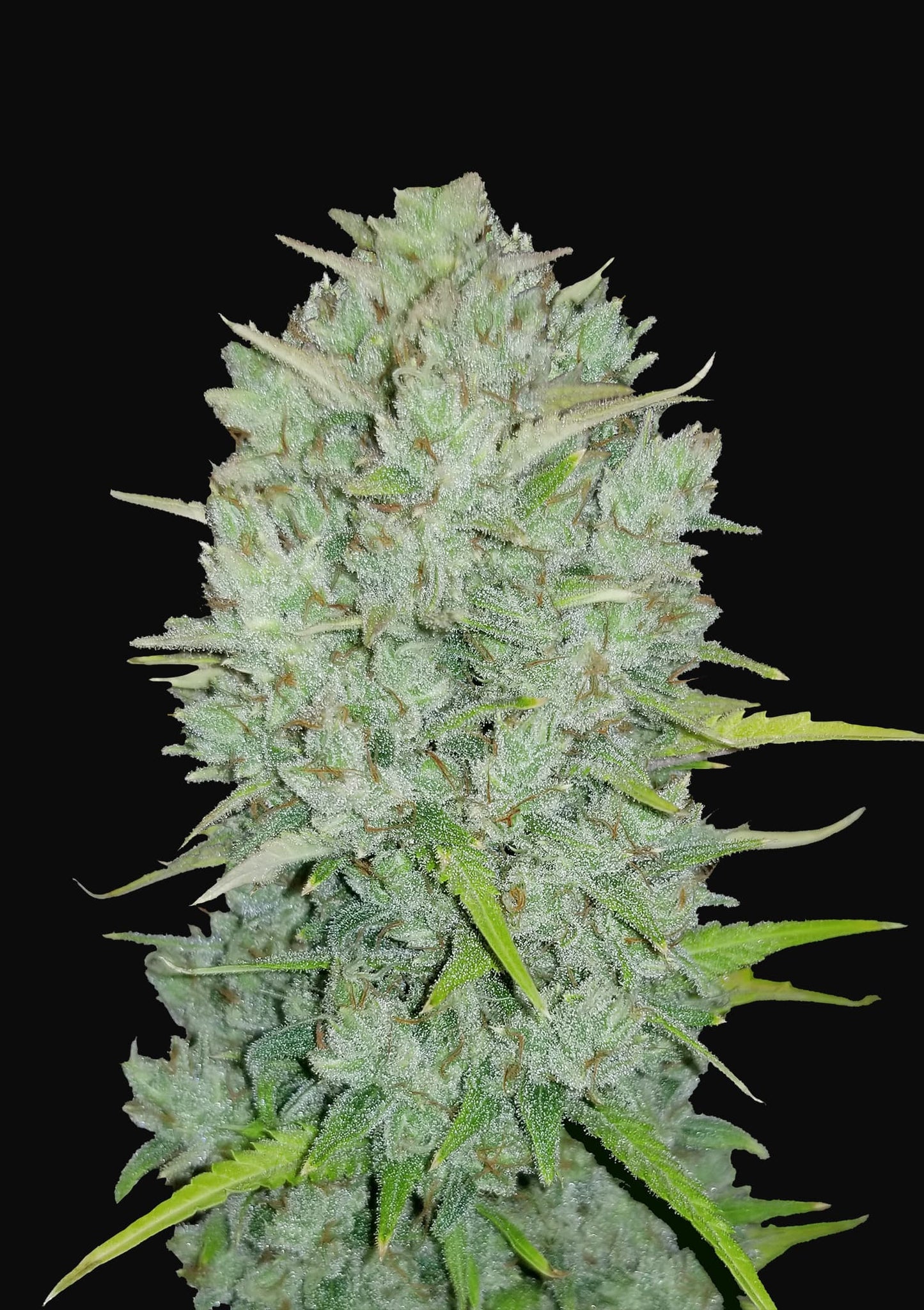Fast Buds Seeds - Original Auto Northern Lights