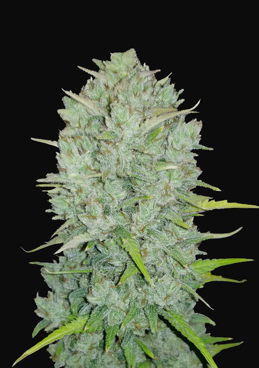 Fast Buds Seeds - Original Auto Northern Lights