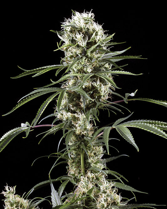 Green House Seeds - Super Lemon Haze