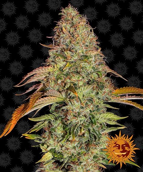 Barneys Farm Seeds - Zkittlez OG Auto