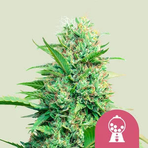 Royal Queen Seeds - Pink Runtz