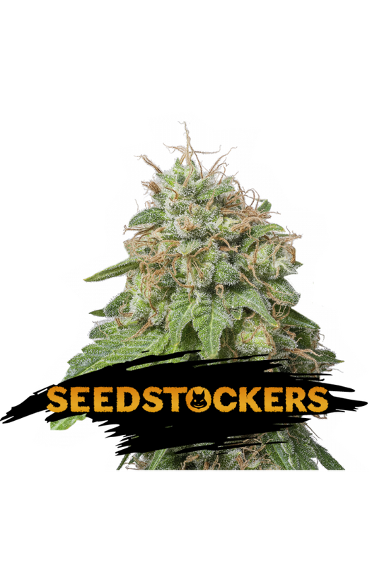Seedstockers Seeds - Green Crack Auto