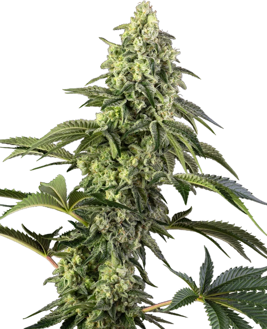 Sensi Seed Bank Seeds - Cosmic Kiss