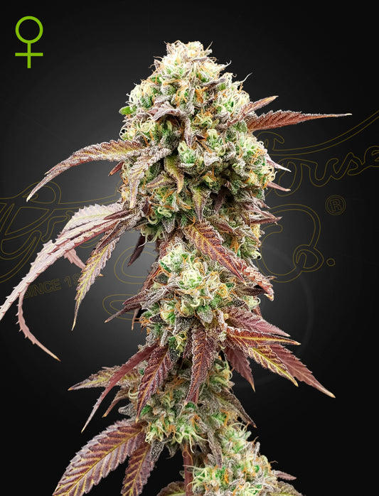 West Coast OG x Gelato #41 Auto