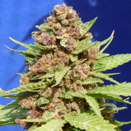 Original Sensible Seed Company Seeds - Purple Punch Cookies