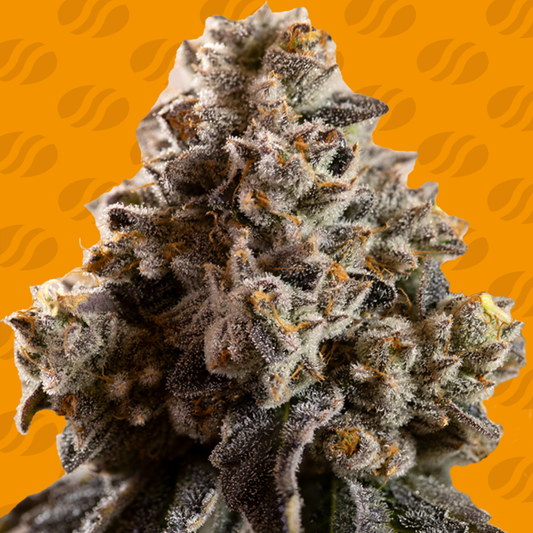 Original Sensible Seed Company Seeds - Alien Moonrocks