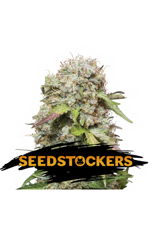 Seedstockers Seeds - Jack Herer Auto