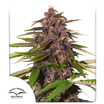 Dutch Passion Seeds - Auto Forbidden Cherry