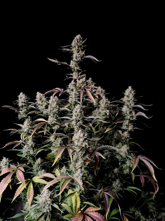 Fast Buds Seeds - Gorilla Zkittlez Auto