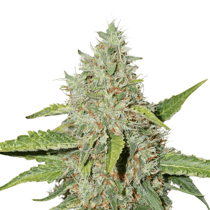 Seedstockers Seeds - Northern Lights Auto