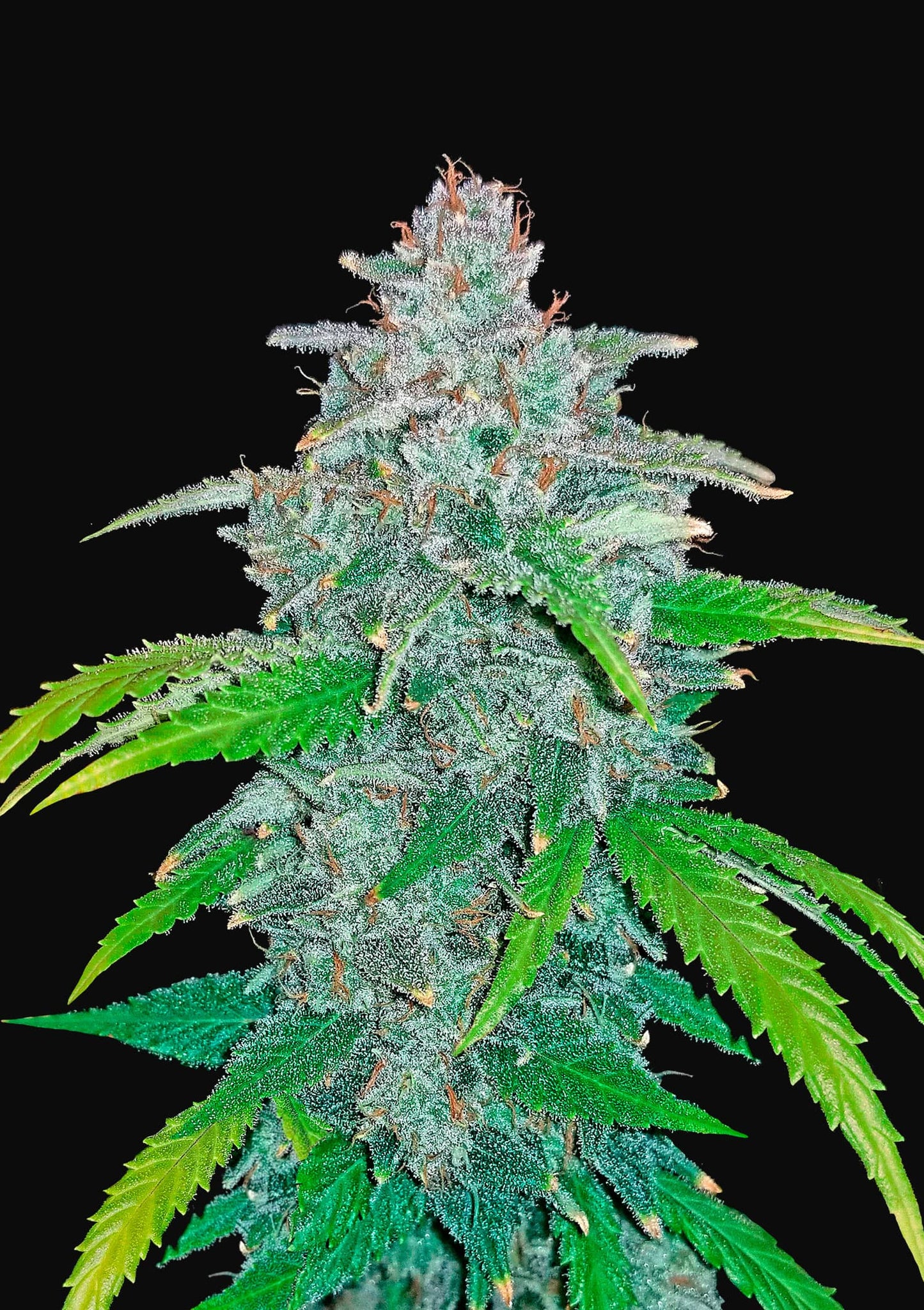 Fast Buds Seeds - Blue Dream'matic