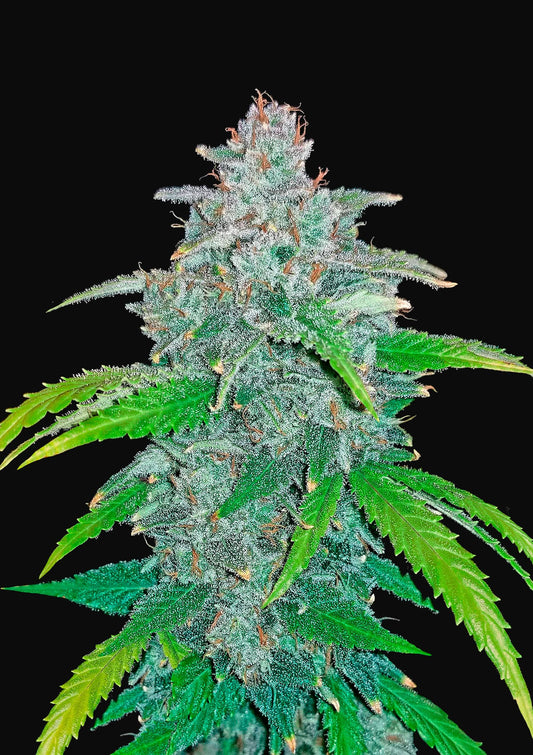 Fast Buds Seeds - Blue Dream'matic