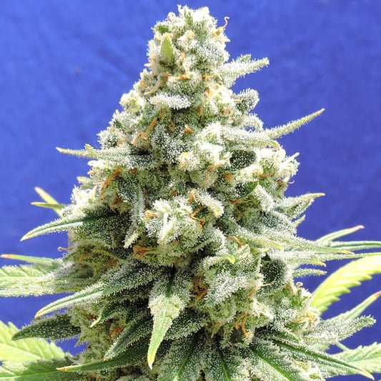 Original Sensible Seed Company Seeds - Amnesia Lemon Kush