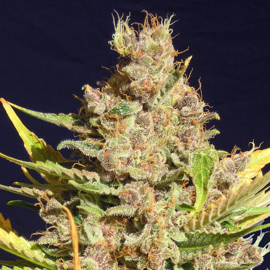 Original Sensible Seed Company Seeds - Alien Gorilla