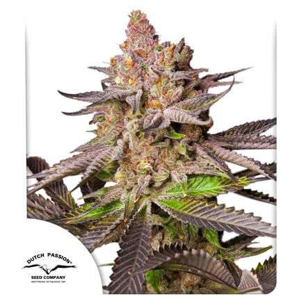 Dutch Passion Seeds - Melonade Runtz