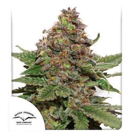 Strawberry Cough