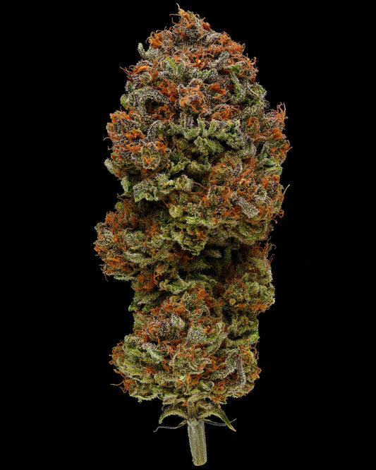 Humboldt Seed Company Seeds - Blueberry Muffin