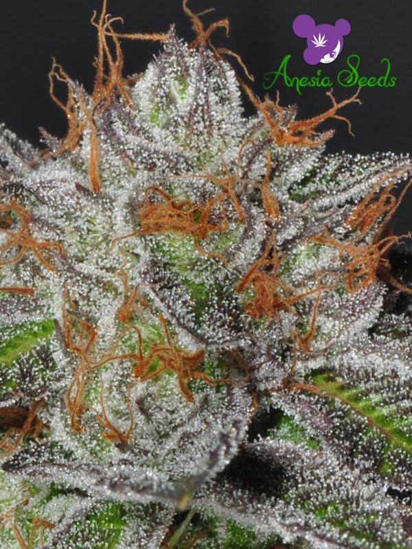 Anesia Seeds - Bruce Banner #3