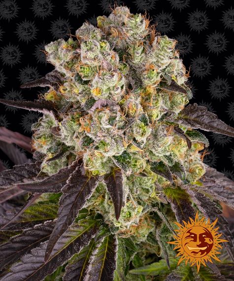 Barneys Farm Seeds - Purple Punch x Lemon Drizzle
