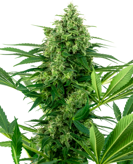 Sensi Research Seeds - Banana Frosting