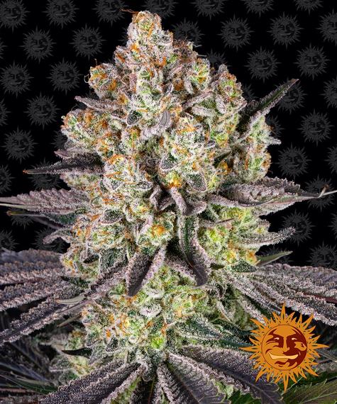 Barneys Farm Seeds - Runtz