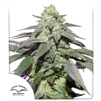 Dutch Passion Seeds - Auto Skywalker Haze