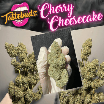 Tastebudz Seeds - Cherry Cheesecake Auto