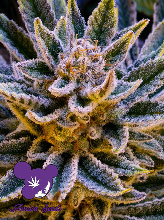 Anesia Seeds - Pineapple Runtz Auto