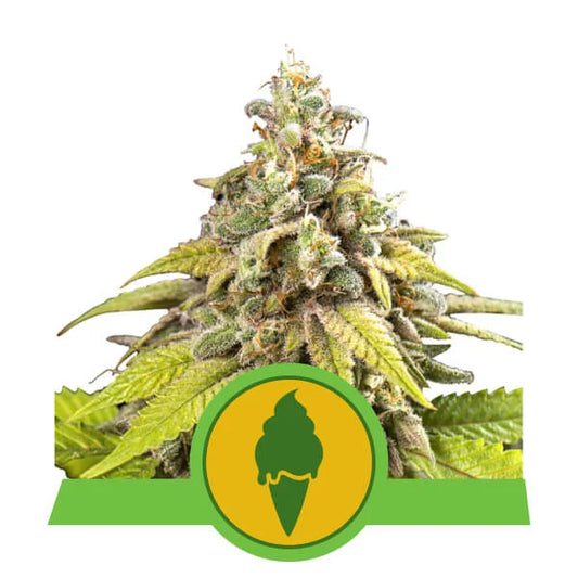 Royal Queen Seeds - Green Gelato Auto