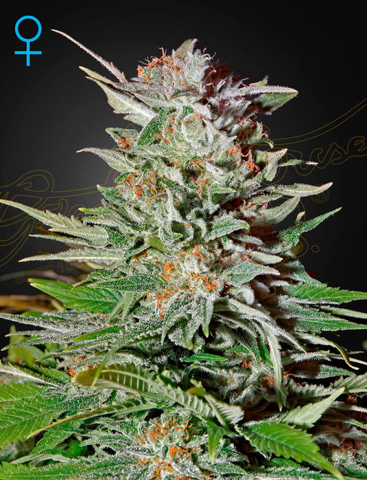 Green House Seeds - Super Lemon Haze Auto