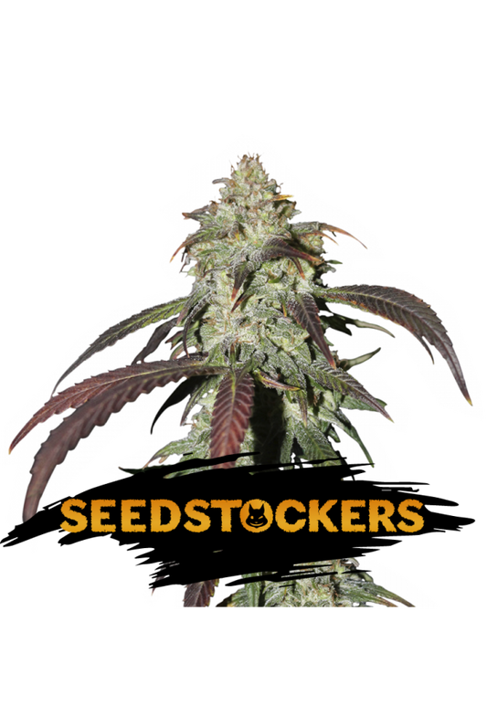 Seedstockers Seeds - CBD Northern Lights