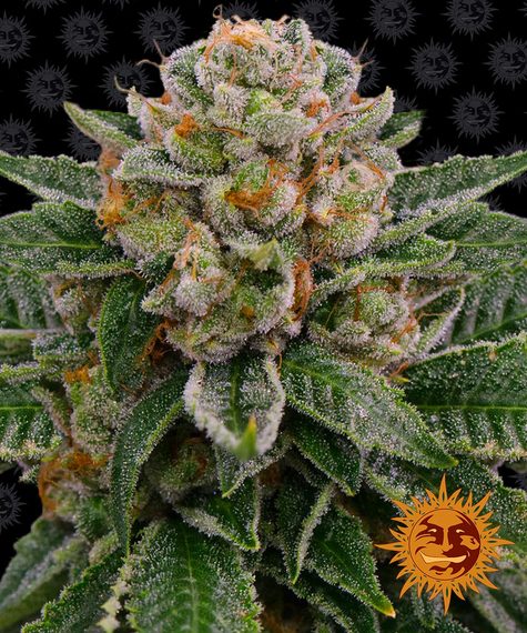 Barneys Farm Seeds - Skywalker OG Auto