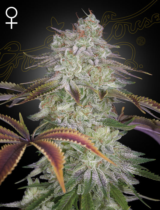 Green House Seeds - AlienZ