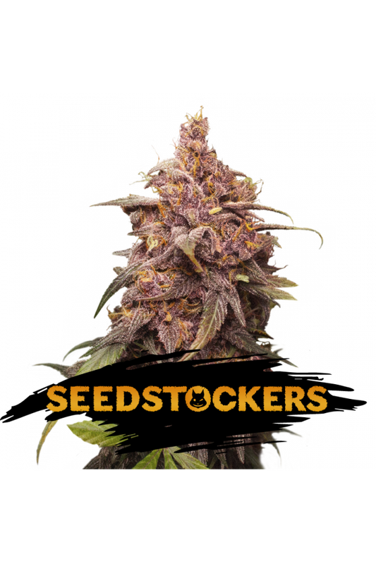 Seedstockers Seeds - Purple Punch
