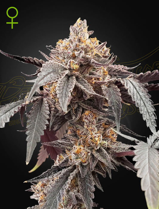 Green House Seeds - Guava x Gelato #41 Auto