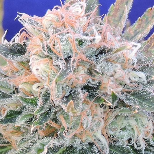 Original Sensible Seed Company Seeds - Auto Blueberry Ghost OG