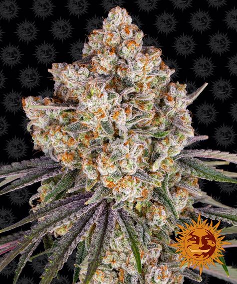 Barneys Farm Seeds - Ice Cream Cake