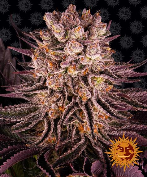 Barneys Farm Seeds - Mimosa x Orange Punch