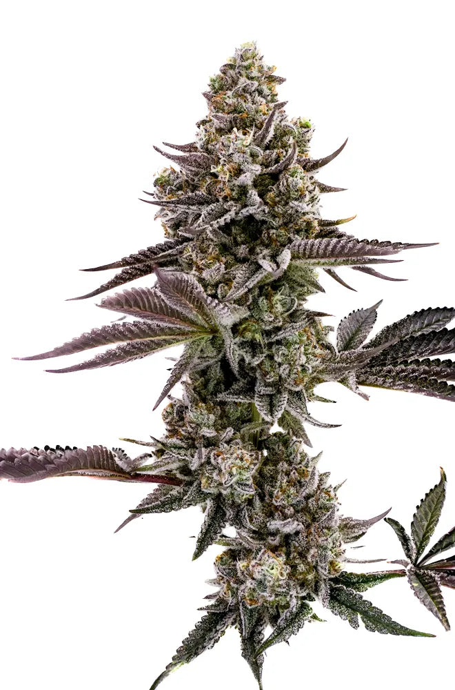 Humboldt Seed Company Seeds - Blueberry Cupcake