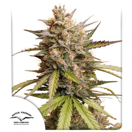 Dutch Passion Seeds - Melonade Runtz Auto