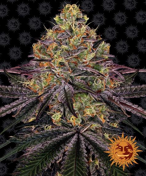 Barneys Farm Seeds - Watermelon Zkittlez