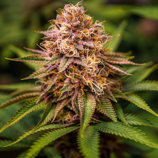 Conscious Kush V3 - Novelty Souvenir Packaging - F7
