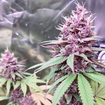 Conscious Kush V3 - Novelty Souvenir Packaging - F7