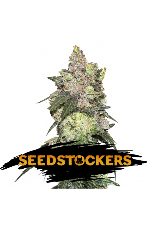 Girl Scout Cookies