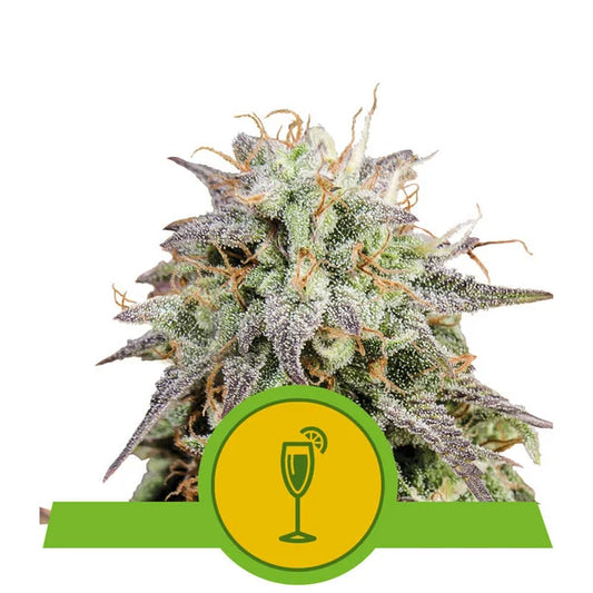 Royal Queen Seeds - Mimosa Auto