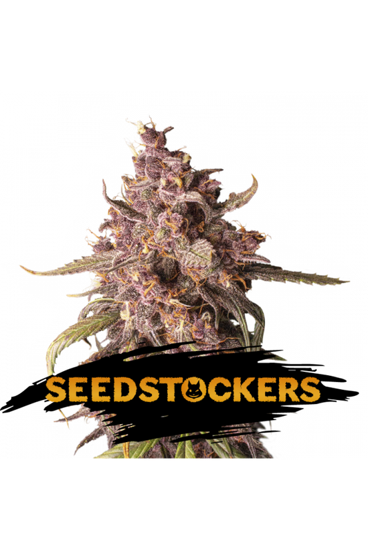 Seedstockers Seeds - Purple Punch Auto