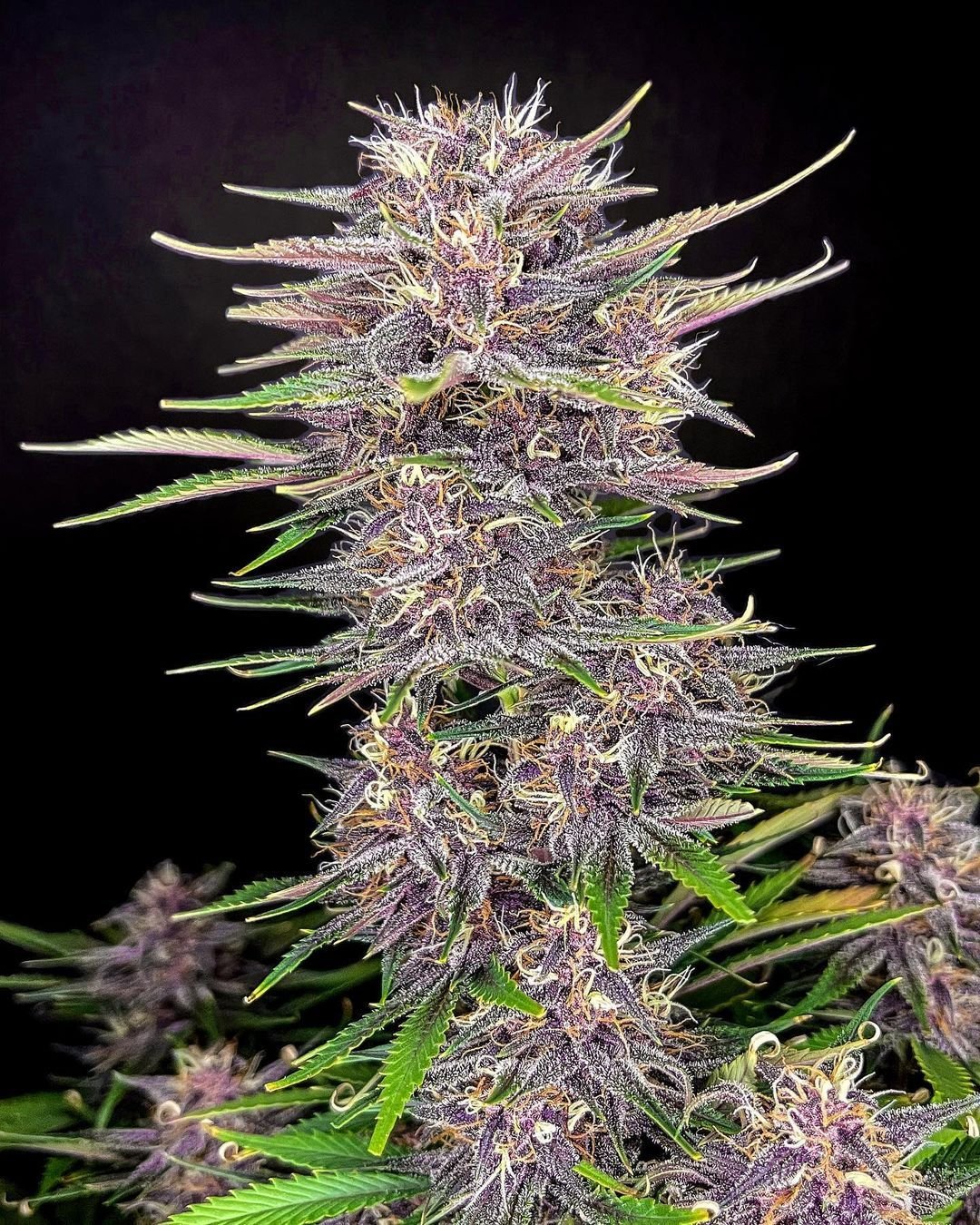 Fast Buds Seeds - Banana Purple Punch Auto