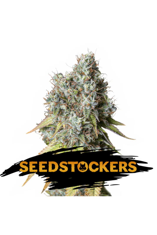 Seedstockers Seeds - Bruce Banner Auto