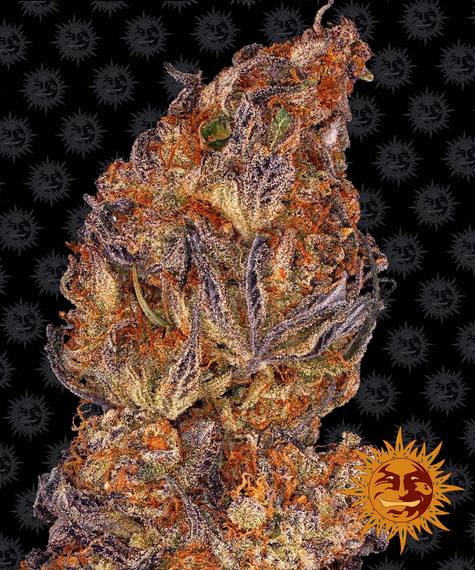 Barneys Farm Seeds - Runtz Auto