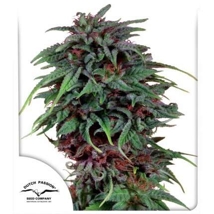 Dutch Passion Seeds - Durban Poison